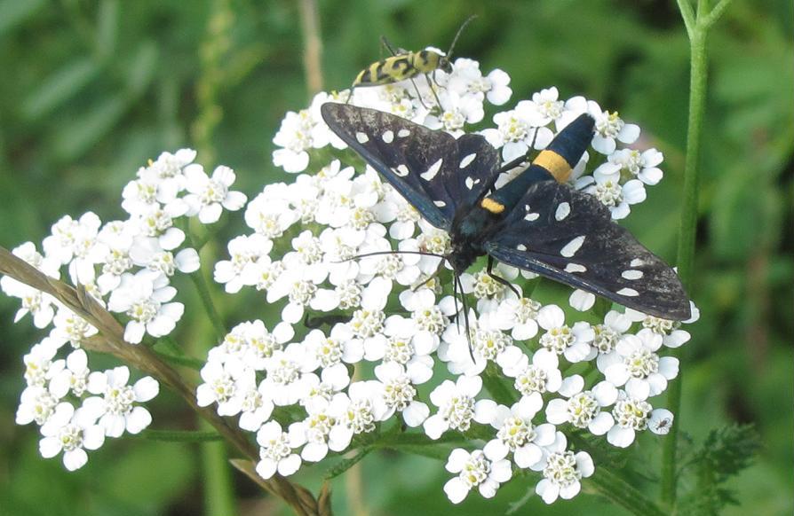 Amata phegea